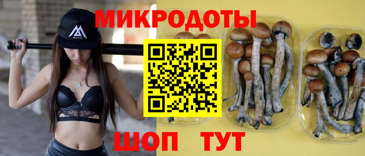 Галлюциногенные грибы Psilocybe Ачинск
